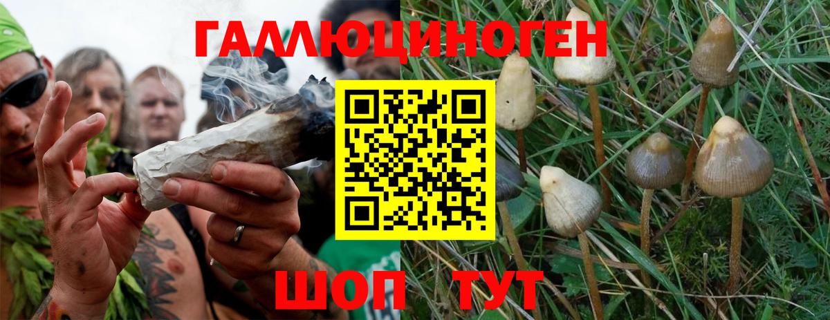 Псилоцибиновые грибы GOLDEN TEACHER  Вход с VPN  Псилоцибиновые грибы Psilocybe  Спасск-Дальний 